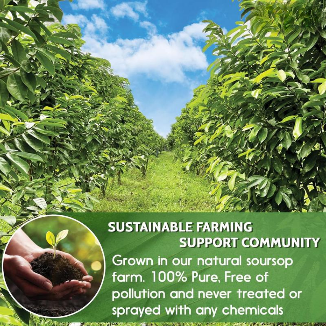 Premium Soursop Graviola Dried Leaves