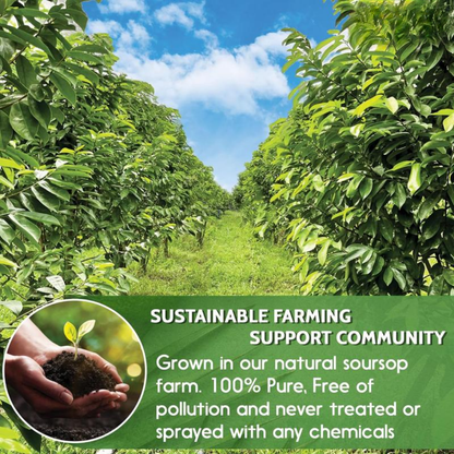 Premium Soursop Graviola Dried Leaves