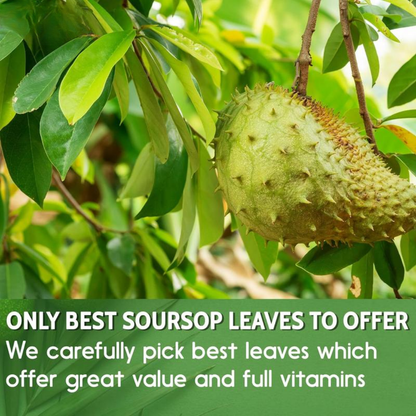 Premium Soursop Graviola Dried Leaves