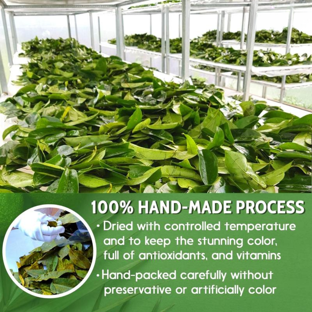 Premium Soursop Graviola Dried Leaves