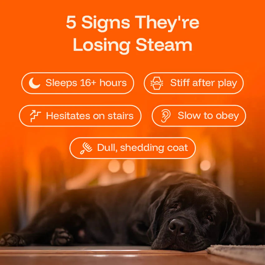 Pawgevity Vitality Drops