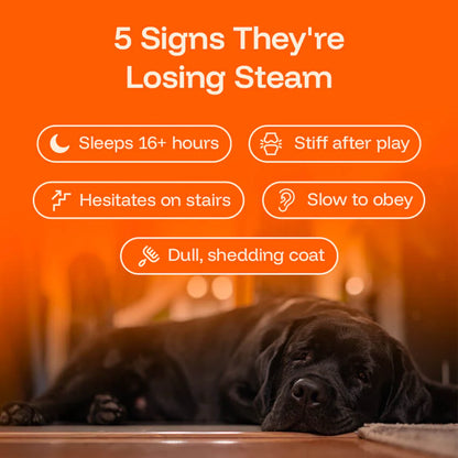 Pawgevity Vitality Drops